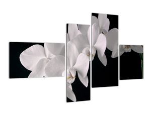 Slika - bijela orhideja