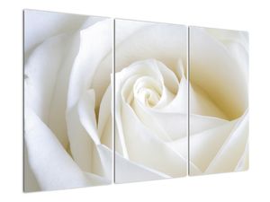 Slika - bijele ruže