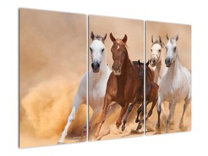 Slike - trkaći konji