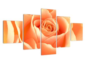 Slika - narančaste ruže