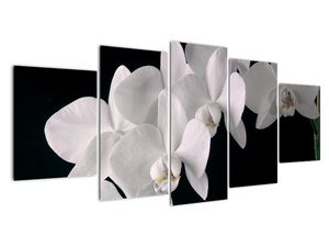 Slika - bijela orhideja