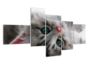 Slika - mačke