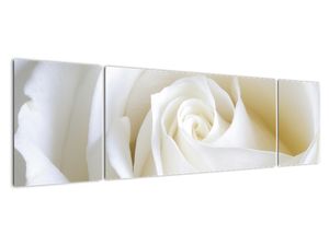 Slika - bijele ruže