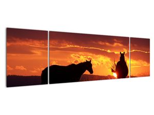 Slika - konji pri zalasku sunca