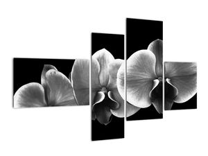 Crno -bijela slika - orhideja