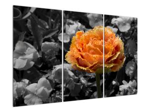Narančasti cvijet na crno -bijeloj podlozi - slika