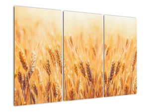 Slika - žito u polju