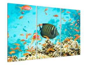 Slika - ribe u akvariju
