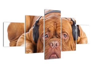 Moderna slika - pas sa slušalicama