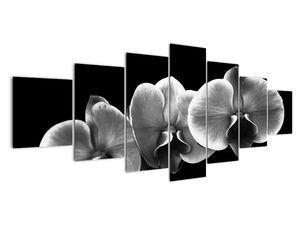 Crno -bijela slika - orhideja
