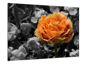 Narančasti cvijet na crno -bijeloj podlozi - slika