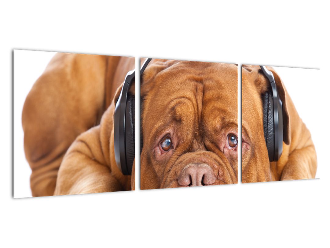 Moderna slika - pas sa slušalicama